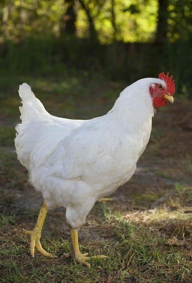 Tyson Chicken